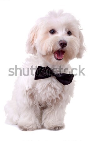 closeup picture of a funny bichon puppy with tongue exposed  Stock photo © feedough