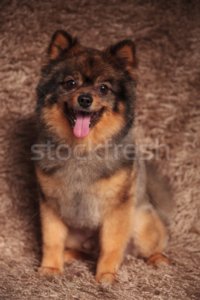 cute happy pomeranian sitting while panting Stock photo © feedough
