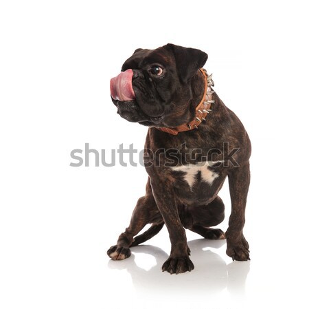 adorable seated boxer licking his nose looks to side Stock photo © feedough
