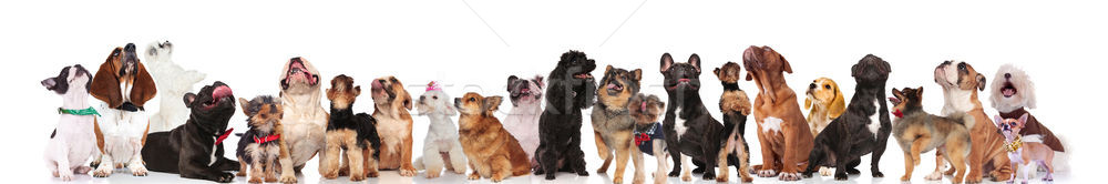 large team of dogs with bowties and collars looking up Stock photo © feedough