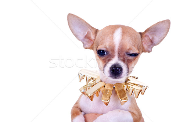 Gyanús kutyakölyök kép arany néz fém Stock fotó © feedough
