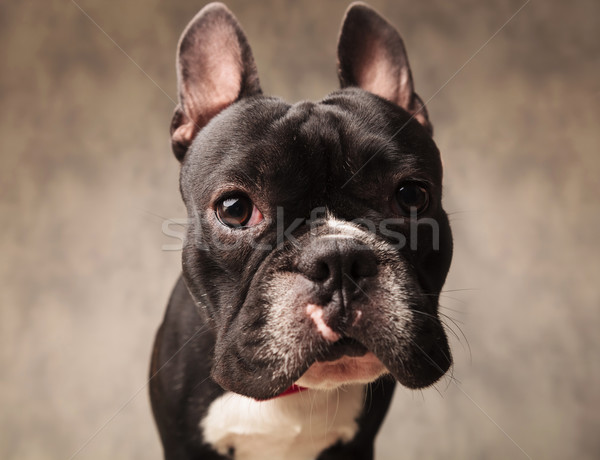 cute french bulldog puppy dog looking at the camera Stock photo © feedough