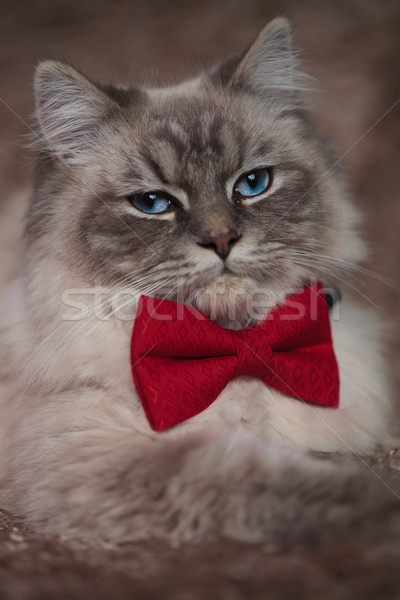 portrait of an elegant cat wearing red bowtie Stock photo © feedough