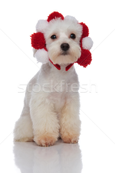 bichon with fluffy red and white crown looks to side Stock photo © feedough