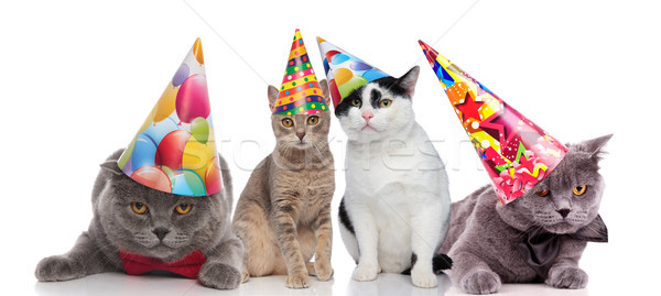 team of four party cats with colorful hats Stock photo © feedough