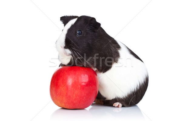 guinea pig climbing on a red apple Stock photo © feedough