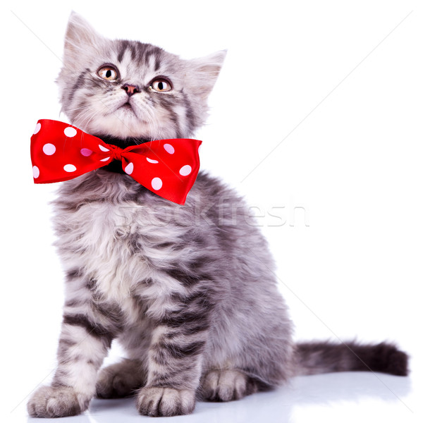 young silver tabby cat looking up Stock photo © feedough