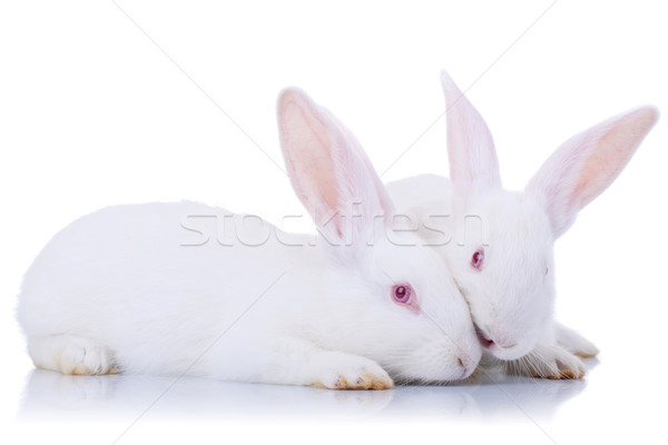 Stok fotoğraf: Iki · sevimli · beyaz · tavşanlar · Paskalya
