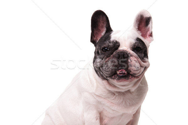 Kilenc éves francia kutyakölyök külső kamera fehér Stock fotó © feedough