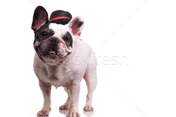 Francés bulldog sombrero pie blanco Foto stock © feedough