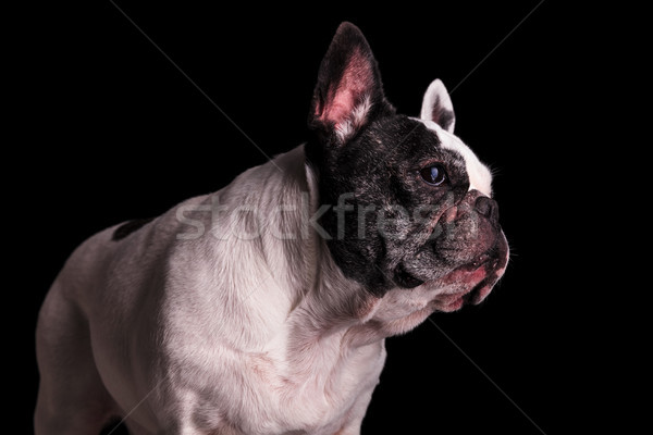 Foto stock: Triste · mirando · francés · bulldog · negro · lado