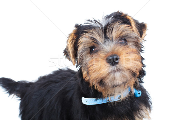 Pequeno yorkshire terrier cachorro para cima Foto stock © feedough