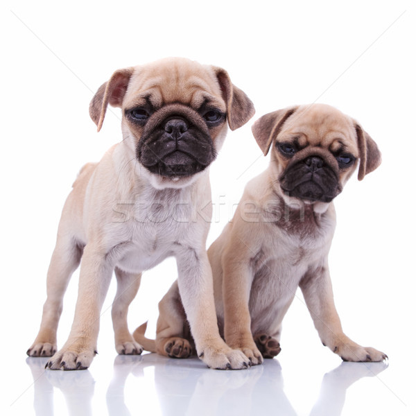 adorable curious  pug couple sitting together Stock photo © feedough