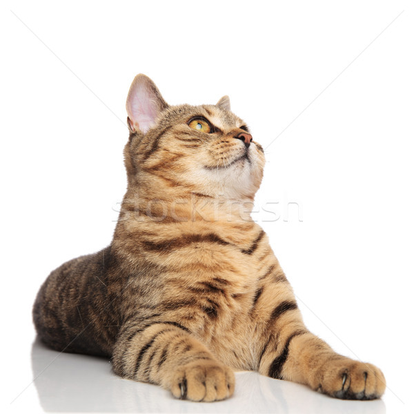 curious british fold cat lying and looking up to side Stock photo © feedough