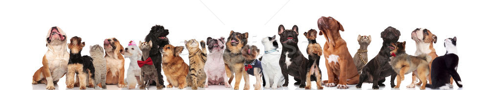 large group of mixed dogs and cats looking up Stock photo © feedough