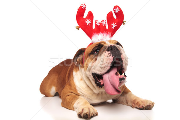 Hecheln Englisch Bulldogge tragen Rentiere Hörner Stock foto © feedough
