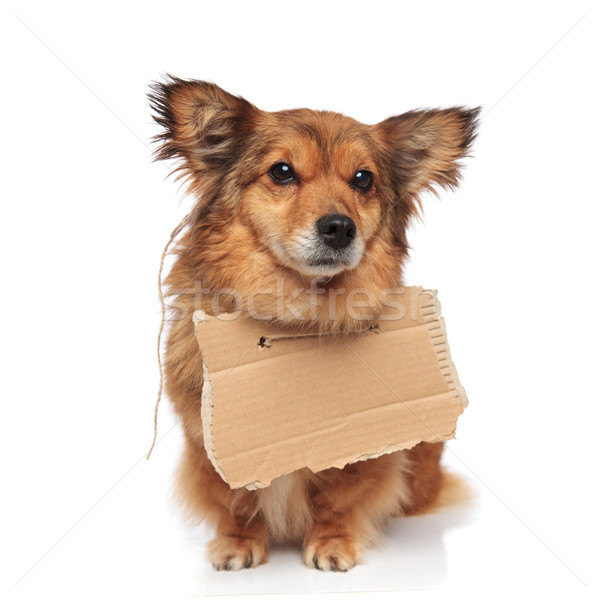 adorable brown dog wearing a carton sign Stock photo © feedough