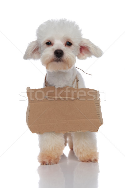 Stockfoto: Cute · bedelaar · puppy · lege · billboard · rond