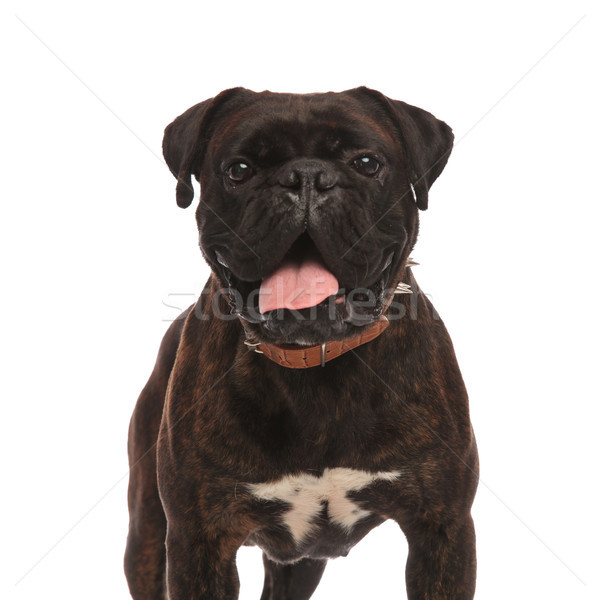 close up of happy black boxer panting Stock photo © feedough