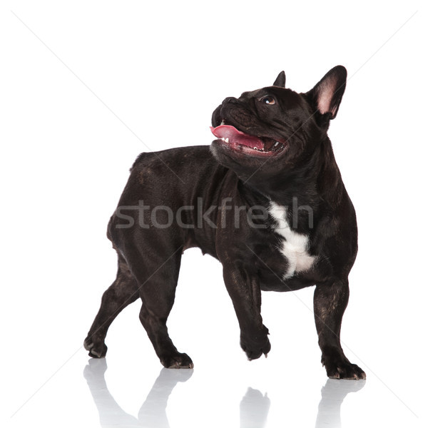 Seitenansicht Hecheln Französisch Bulldogge nachschlagen hinter Stock foto © feedough