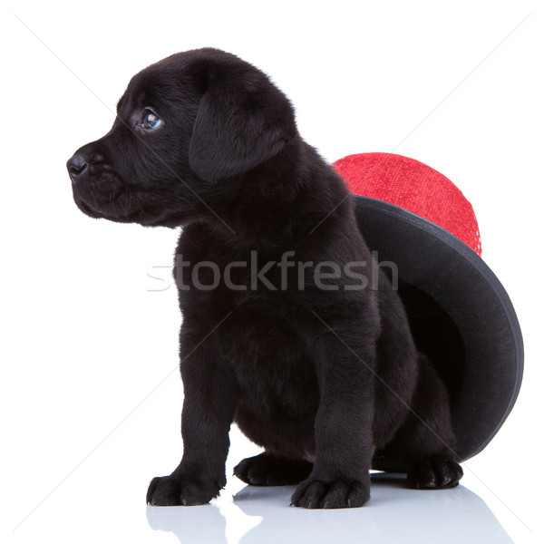 Zdjęcia stock: Cute · mały · czarny · labrador · retriever · szczeniak · posiedzenia