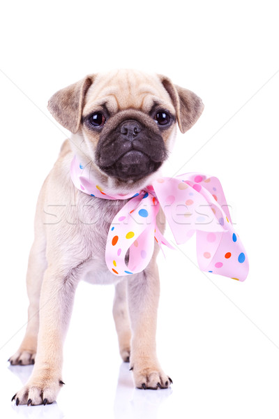 cute mops puppy dog wearing a pink ribbon Stock photo © feedough