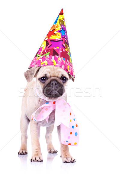 cute mops puppy dog ready for party Stock photo © feedough