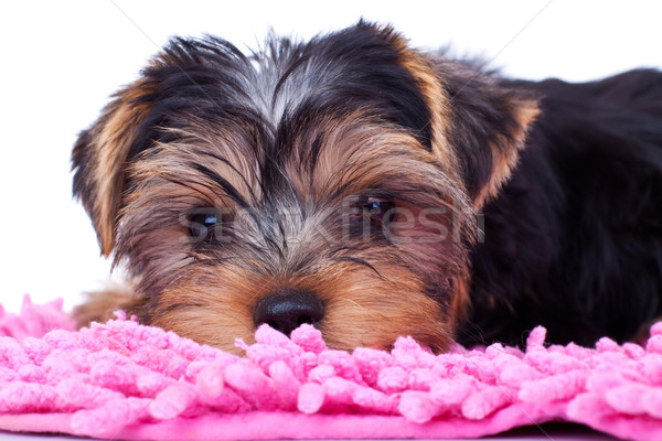 Yorkshire cachorro rosa manta retrato Foto stock © feedough
