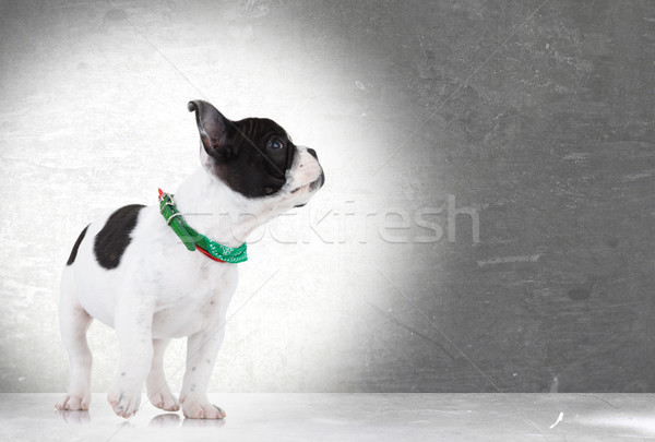 Stock fotó: Sétál · francia · bulldog · kutyakölyök · felfelé · néz · oldalnézet