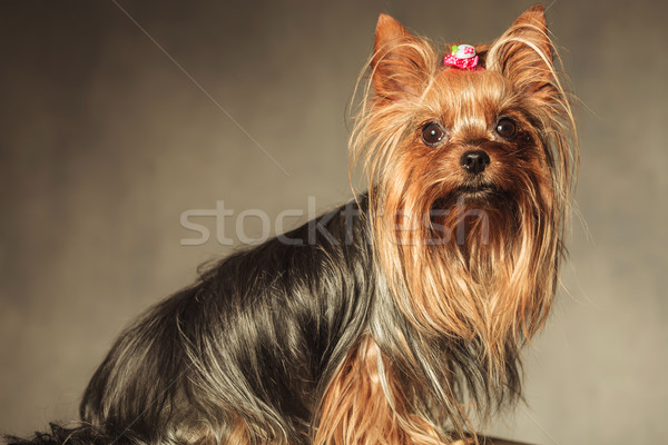 side view of a seated yorkshire terrier puppy dog with long coat Stock photo © feedough