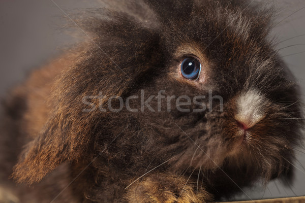 lion head rabbit bunny on grey background. Stock photo © feedough