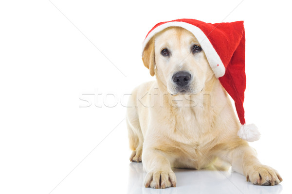 Labrador retriever kerstman hoed christmas vergadering Stockfoto © feedough