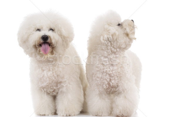 couple of beautiful panting bichon frise dogs standing together  Stock photo © feedough