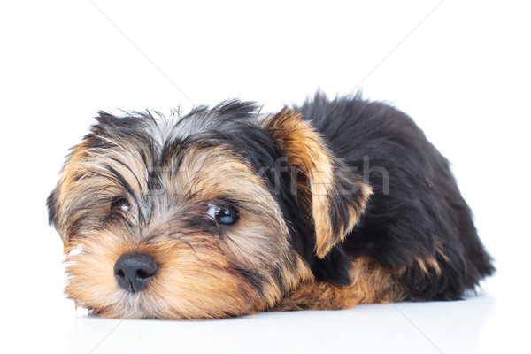 tired little yorkie puppy dog Stock photo © feedough