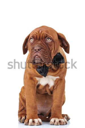 elegant little puppy wearing bowtie is sitting  Stock photo © feedough