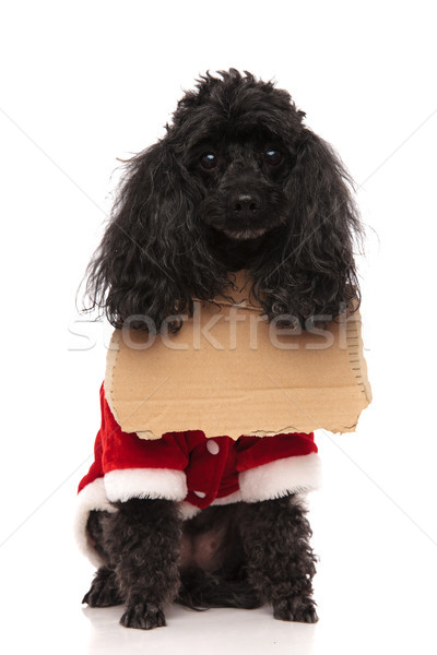 Aranyos kicsi uszkár koldus visel felirat Stock fotó © feedough