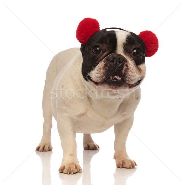 cute puppy wearing soft red earmuffs opens mouth Stock photo © feedough