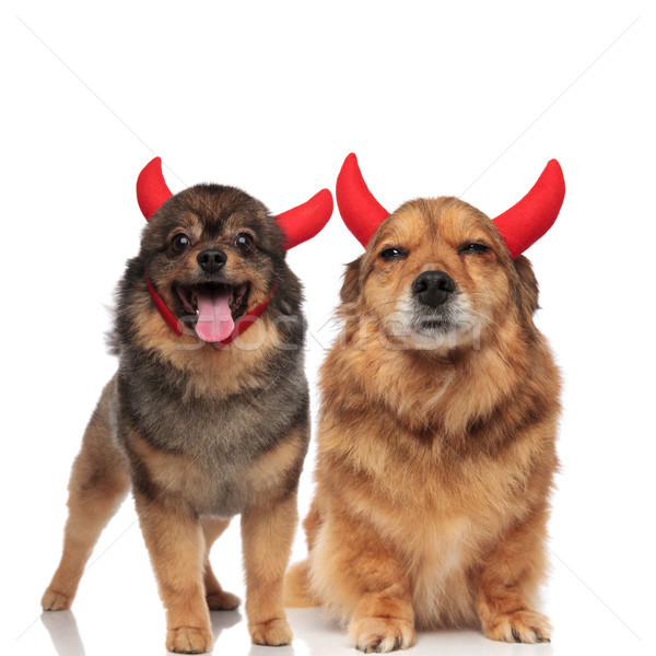 cute pom and adorable brown metis dog wearing devils horns Stock photo © feedough