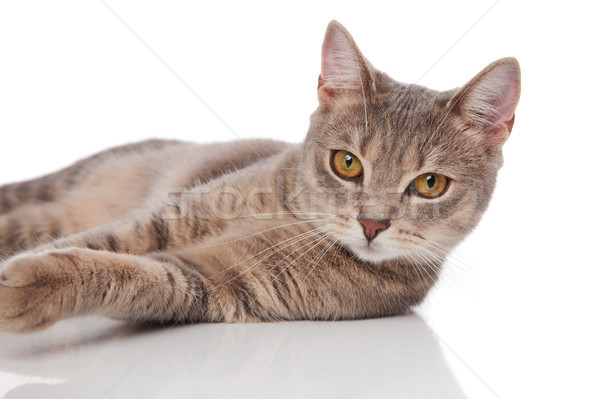 かわいい グレー 猫 黄色 目 ストックフォト © feedough