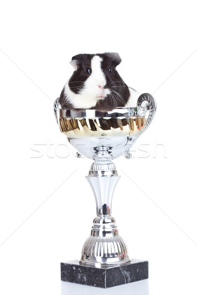 морская свинка сидят Кубок Cute черно белые портрет Сток-фото © feedough