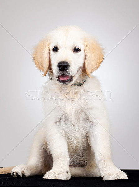 golden labrador retriever puppy Stock photo © feedough