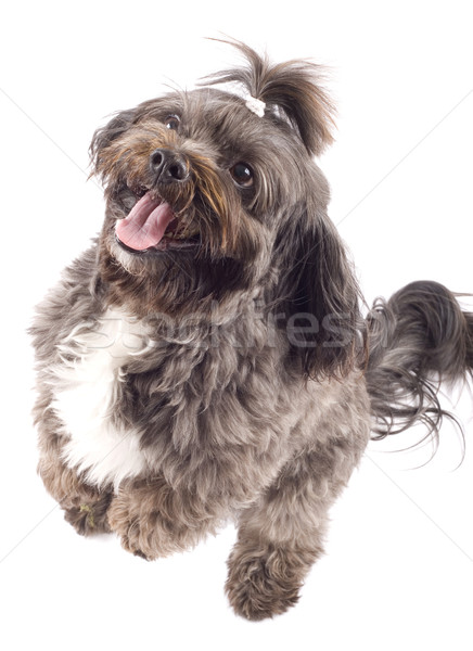 Havanese dog standing on his hind legs Stock photo © feedough