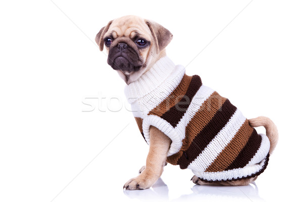 little mops puppy wearing clothes Stock photo © feedough