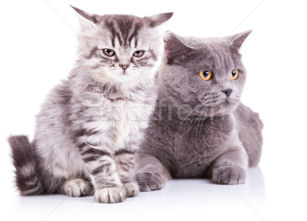 kitten and adult english cats Stock photo © feedough