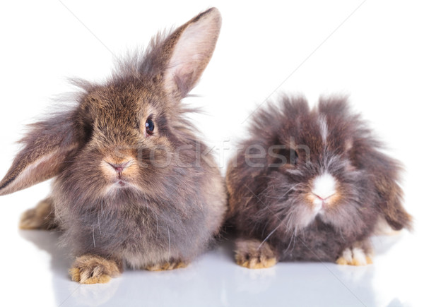 Stock photo: two adorable lion head rabbit bunnys sitting