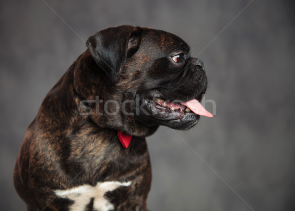 Stok fotoğraf: Profil · görmek · boksör · köpek · açık · ağız