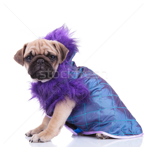 side view of cute pug wearing a purple furry coat Stock photo © feedough