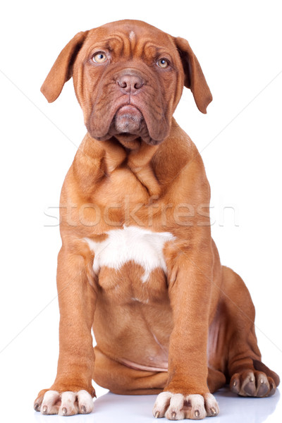 ülő kutyakölyök Bordeau francia masztiff izolált Stock fotó © feedough