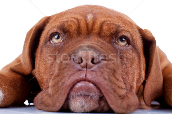 Francês triste olhos quadro cão Foto stock © feedough