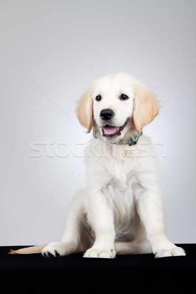 Foto stock: Adorable · golden · retriever · cachorro · sesión · curioso · perro